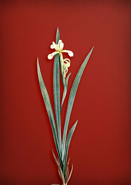 Yellow Banded Iris on Red