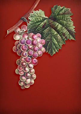 Vintage Grape Vine on Red