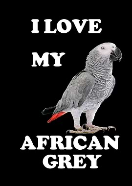 African Gray Parrot