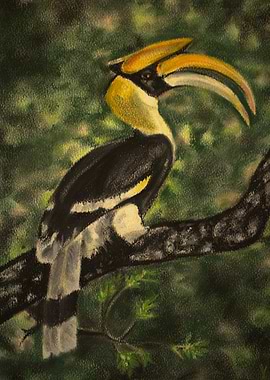 Great Indian Hornbill