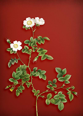 White Sweetbriar Rose