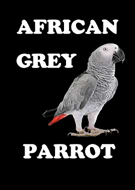 African Gray Parrot