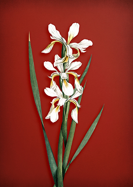 Yellow Banded Iris on Red