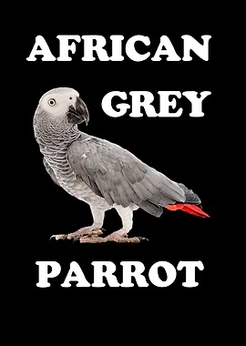 African Gray Parrot