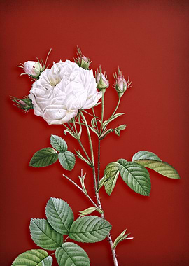 White Provence Rose on Red