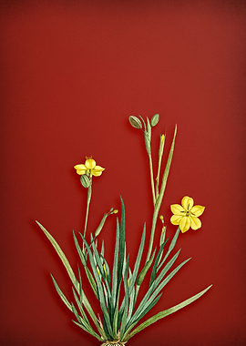 Yellow Eyed Grass on Red