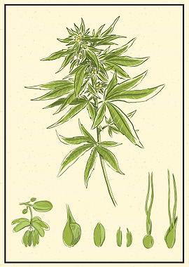 Weed Cbd Information