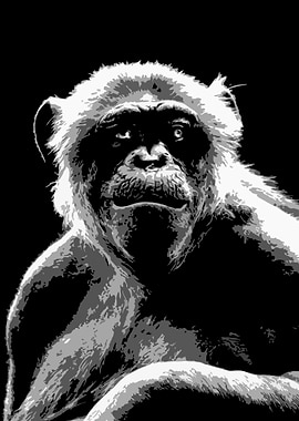 monkey black and white v16