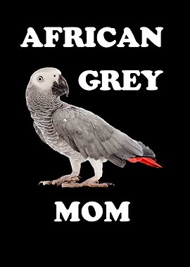 African Gray Parrot