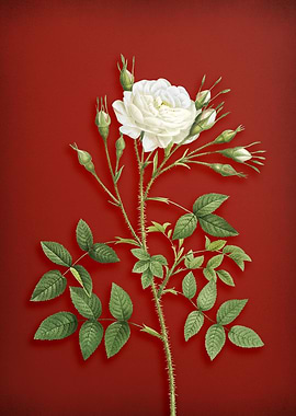 White Rose of Rosenberg