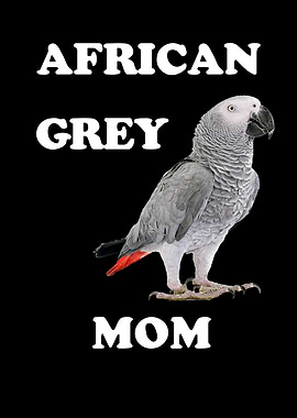 African Gray Parrot