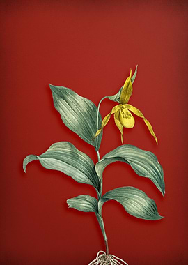 Yellow Slipper Orchid