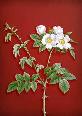 White Flowered Rose on Red