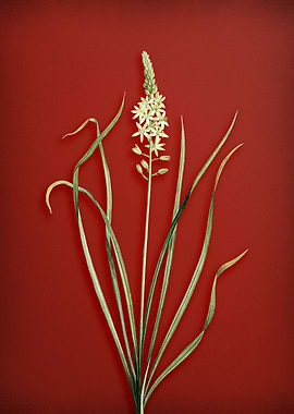 Wild Asparagus on Red