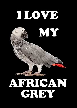 African Gray Parrot
