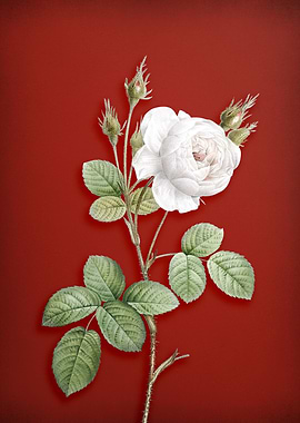 White Misty Rose on Red