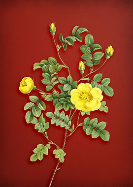 Yellow Sweetbriar Rose