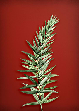 Whorled Solomons Seal