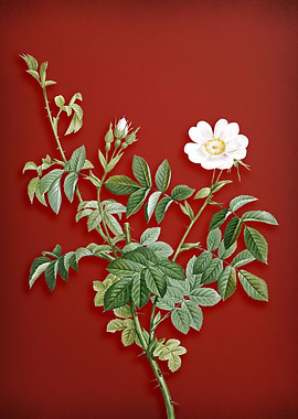 White Downy Rose on Red