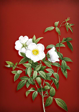 White Rose of Snow on Red