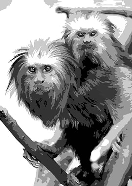 golden lion tamarin v13