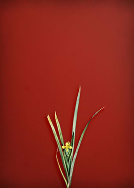 Yellow Iris on Red