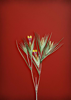 Witsenia Maura on Red