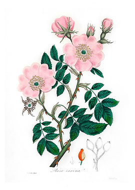 Dog rose Rosa canina