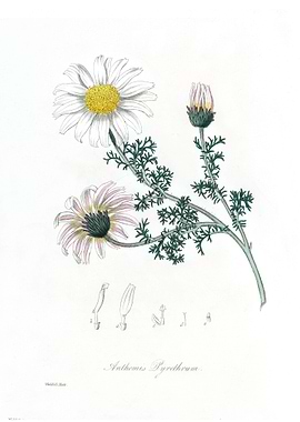 Mount Atlas daisy