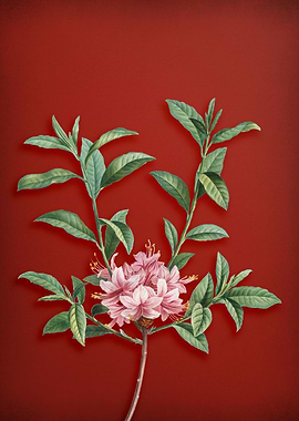 Blooming Azalea on Red