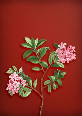 Hairy Alpenrose on Red