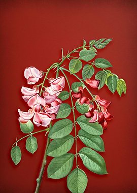 Robinier Rose Bloom on Red