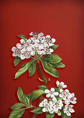 Almond Leaved Pear on Red