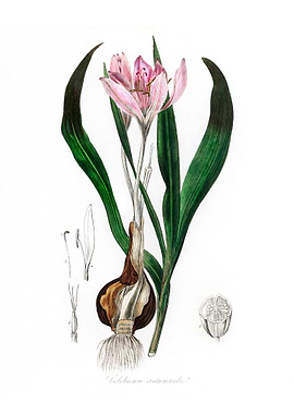 Autumn crocus Colchicum