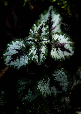 Leafs for Living Room