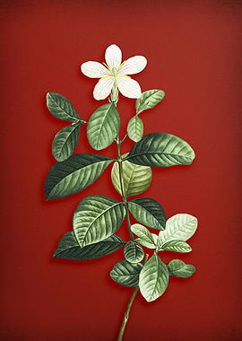 Gardenia on Red