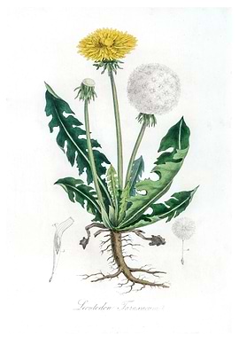 Leontodon taraxacuma