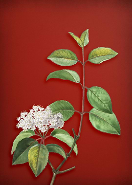 Black Haw on Red