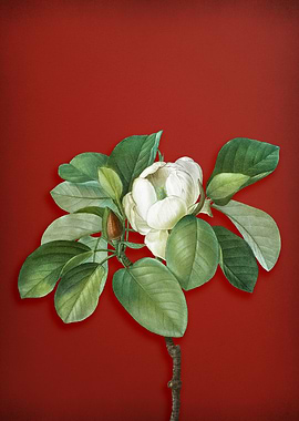 Magnolia Elegans on Red