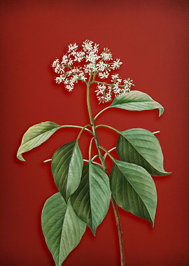 Blooming Pagoda Dogwood