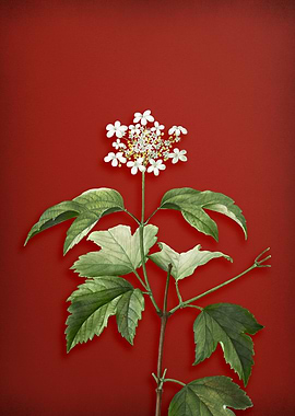 Guelder Rose on Red