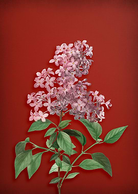 Chinese Lilac on Red