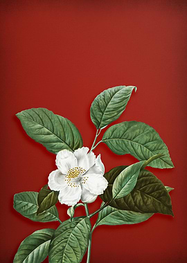 Stewartia Tree on Red