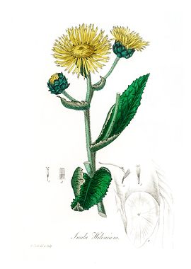Elecampane Inula helenium