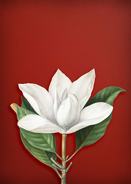 White Southern Magnolia