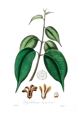 Borneo camphor