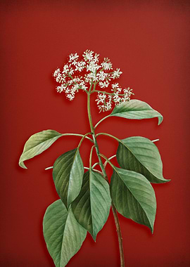 Pagoda Dogwood on Red