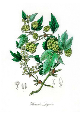 Hop Humulus lupulus