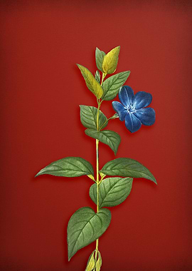 Greater Periwinkle Flower