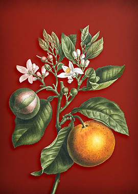 Bitter Orange on Red